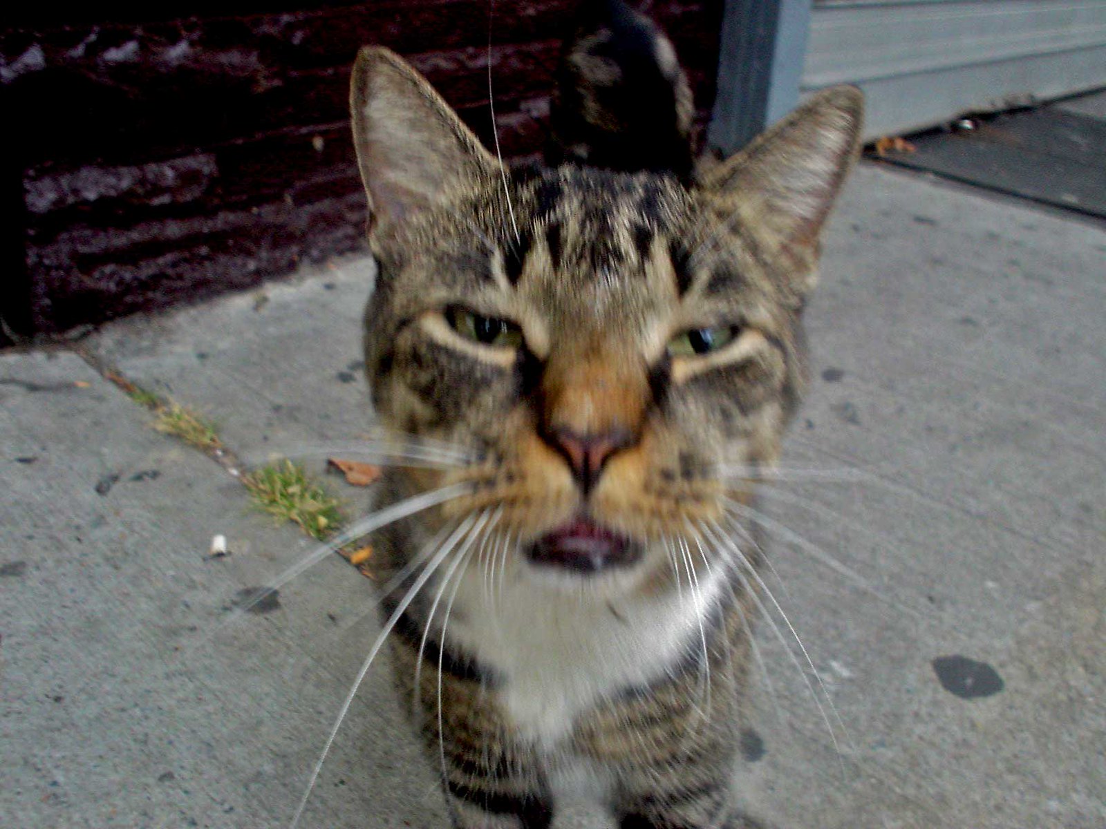A photo of a cat making a funny face, by Danielle Demos.