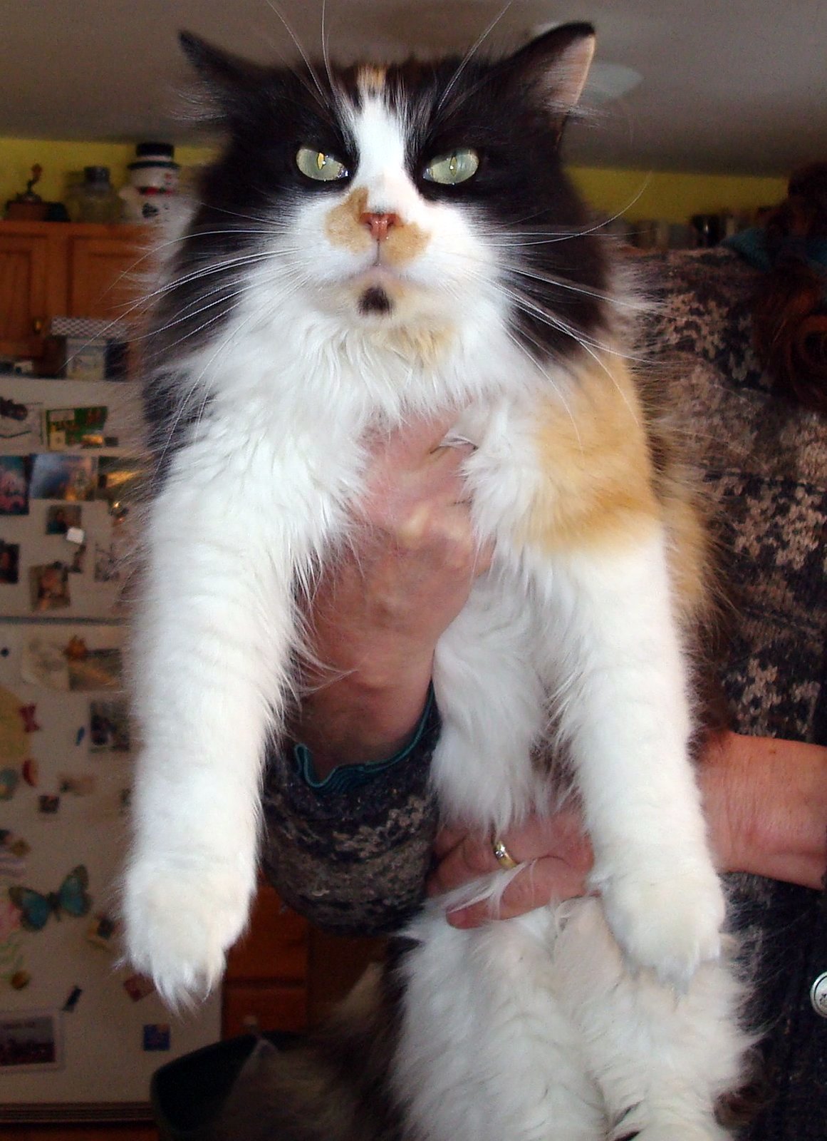 A photo of a cat being held, by Sean.