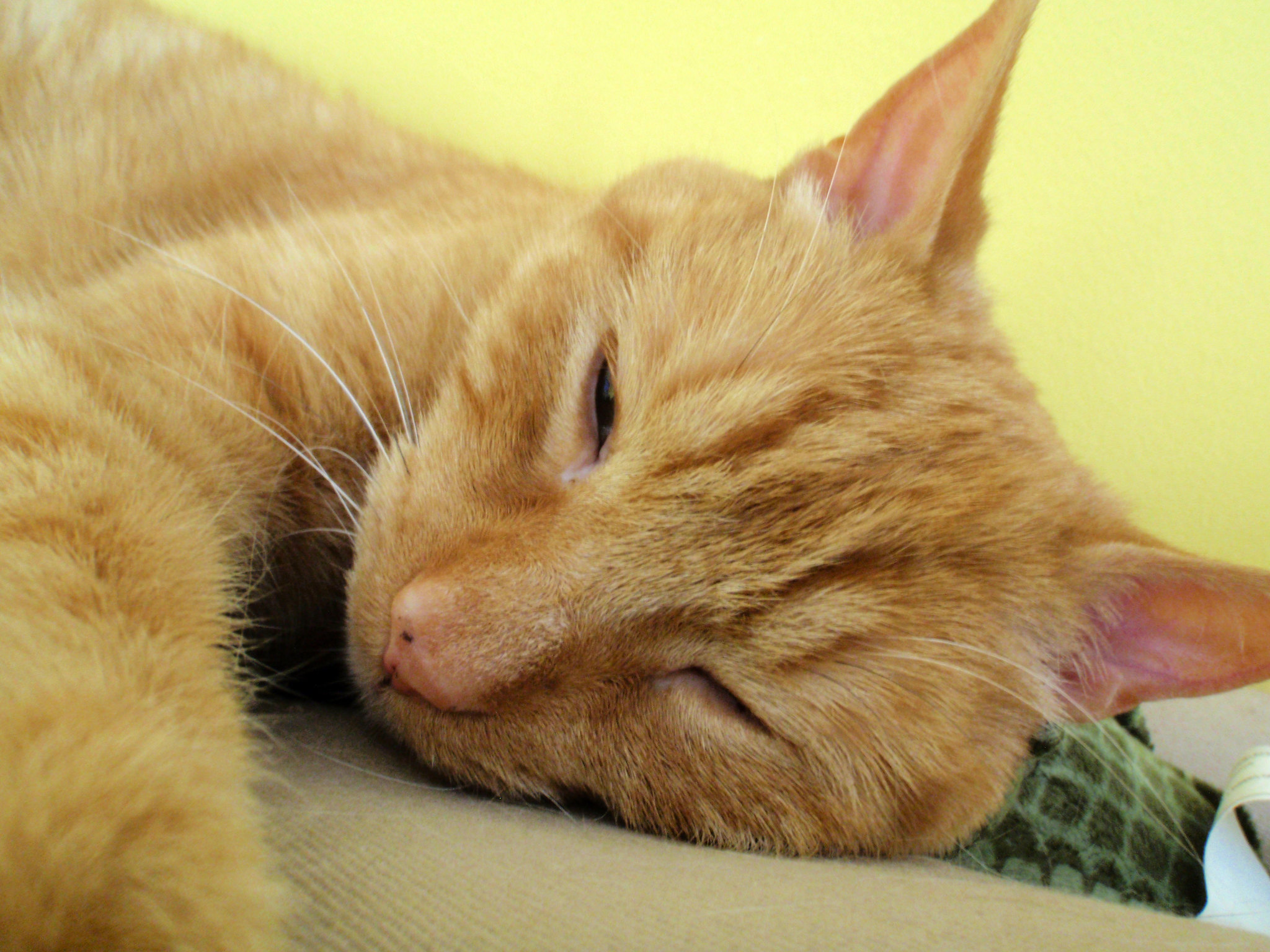 A photo of a cat named Tsavo hugging his stuffed gator, by Jason and Kris Carter.