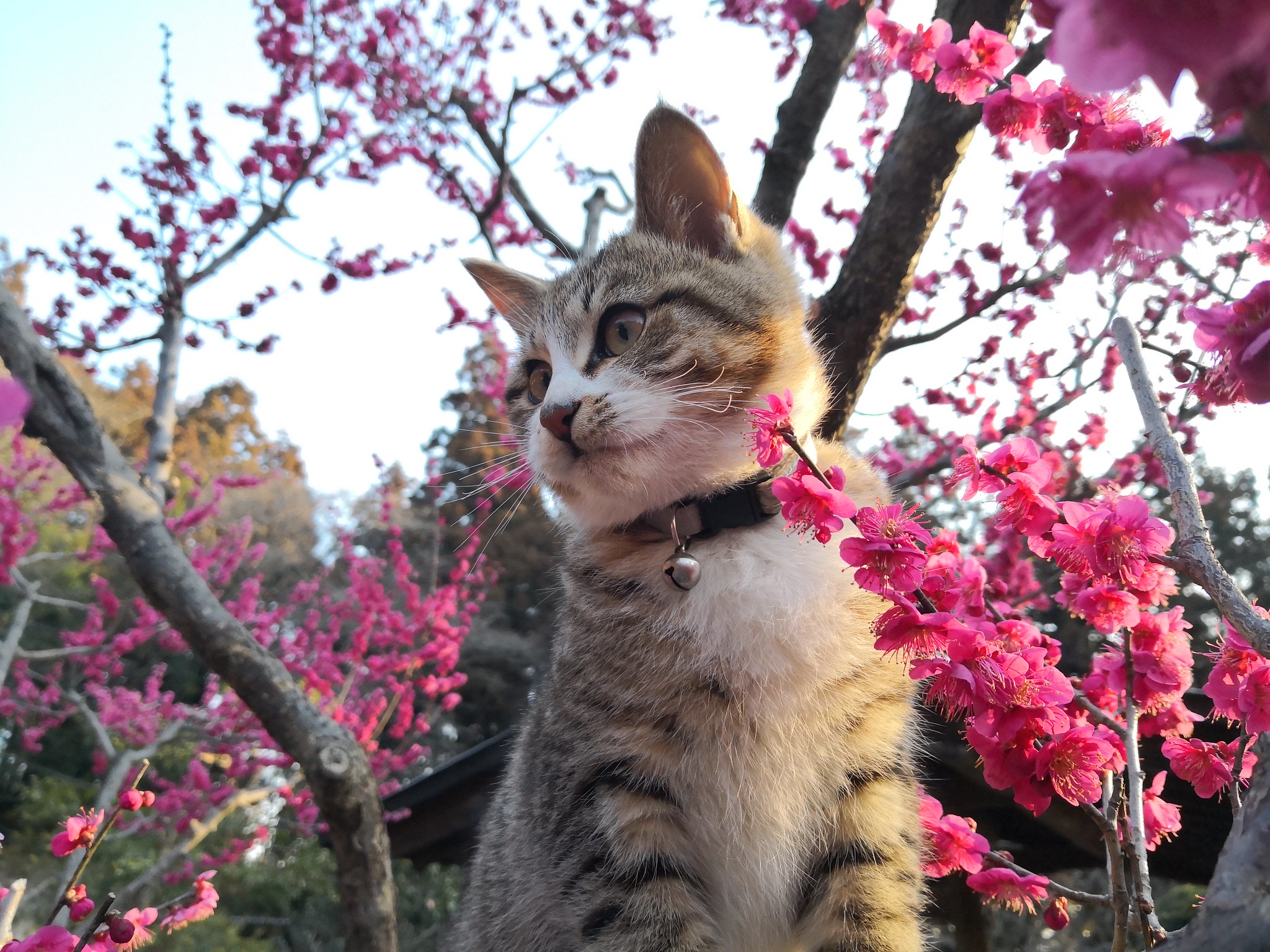 A photo of a cat in a blossoming plum tree, by amika_san.